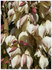 Agatha Christies Greenways 080  Yucca