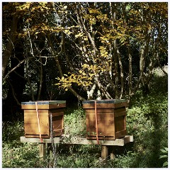 Agatha Christies Greenways 081  The Beehives