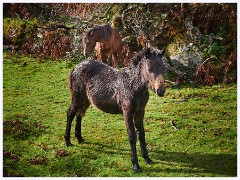 Dartmoor 020  Dartmoor Pony and Foal