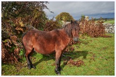 Dartmoor 021  Dartmoor Pony