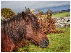 Dartmoor 022  Dartmoor Pony