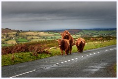Dartmoor 023  Dartmoor Highland Cattle