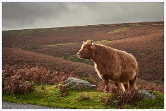 Dartmoor 024  Dartmoor Highland Cattle