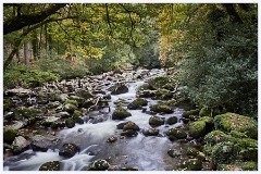 Dewerstone Woods 108  The Woods and River Pym