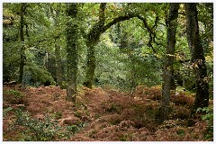 Dewerstone Woods 110  Autumn Starting