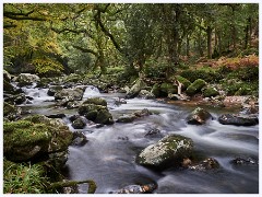 Dewerstone Woods 113  The Woods and River Pym