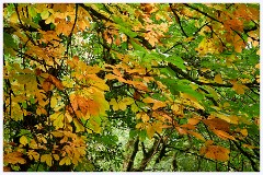 Fingle Bridge 011  Autumn Colours