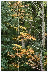 Fingle Bridge 013  Autumn Colours