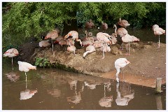 Paignton Zoo 089  Flamingos