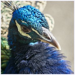 Paignton Zoo 090  Peacock