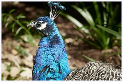 Paignton Zoo 093  Peacock