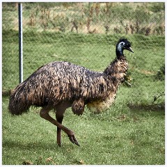 Paignton Zoo 095  Emu