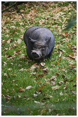 Paignton Zoo 097  Fat Piggy