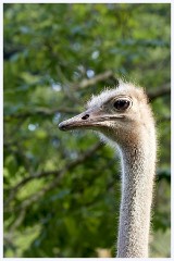 Paignton Zoo 098  Ostrich