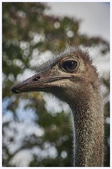 Paignton Zoo 099  Ostrich