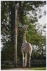 Paignton Zoo 100  Giraffe