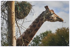 Paignton Zoo 101  Giraffe