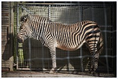 Paignton Zoo 102  Zebra