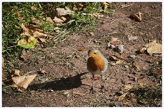 Paignton Zoo 103  Robin