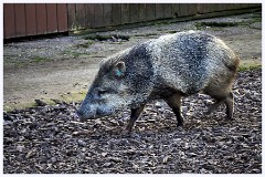 Paignton Zoo 104  Another Piggy Type Animal