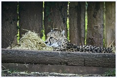 Paignton Zoo 105  Cheetah