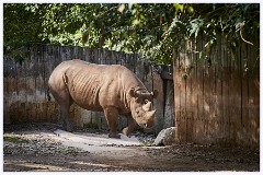 Paignton Zoo 106  Rhino