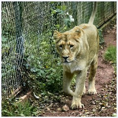 Paignton Zoo 107  Lion