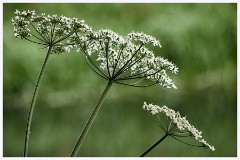 Byron's Pool 002  Cow Parsley