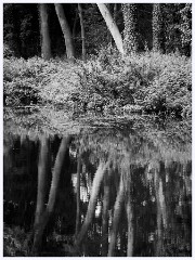 Byron's Pool 003  Reflections on the River