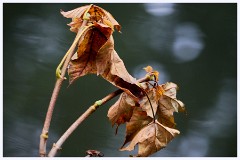 Byron's Pool 007  Autumn Leaves