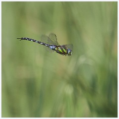 Byron's Pool 014  Emperor Dragonfly