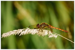 Byron's Pool 018  Common Darter