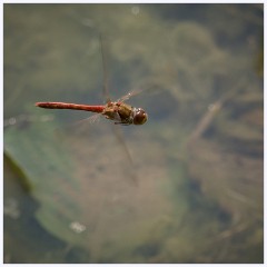Byron's Pool 019  Common Darter