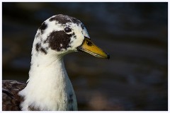 Byron's Pool 021  Portrait of a Duck