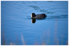 Byron's Pool 022  Duck