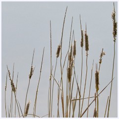 Byron's Pool 024  Reeds