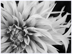 Hadenham 008  Dahlia
