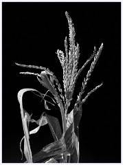Hadenham 009  Sweet Corn  Plant