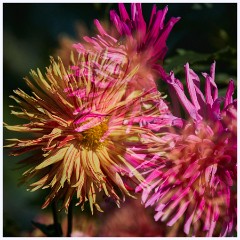 Hadenham 011  Double Exposure of Dahlias