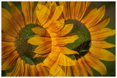 Hadenham 012  Sunflowers