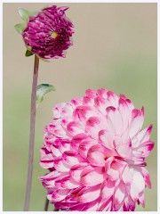 Hadenham 013  Soft Focus of Dahlias