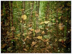 Wandlebury 008  Leaves and Trees Double Exposure