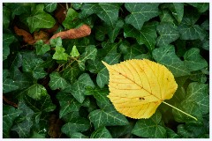 Wandlebury 009  Leaf and Ivy