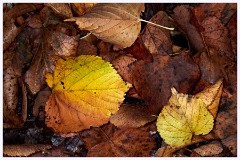 Wandlebury 010  Autumn Leaves