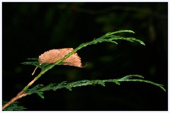 Wandlebury 011  Fallen Leaf
