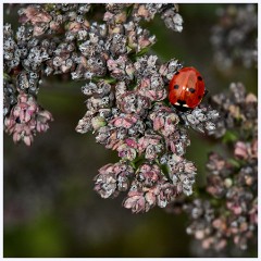Wandlebury 014  Ladybug