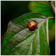 Wandlebury 015  Ladybug