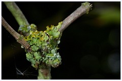 Wandlebury 022  Lichen