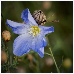 Wandlebury 027  Blue Flower