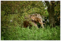 Childerley Gardens 013  Elephant